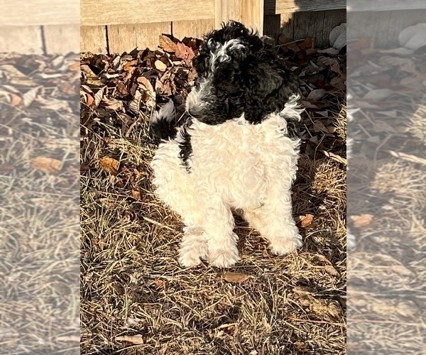 Medium Photo #8 Goldendoodle Puppy For Sale in LINCOLN, NE, USA