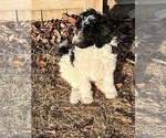 Small Photo #8 Goldendoodle Puppy For Sale in LINCOLN, NE, USA