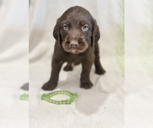 Labradoodle Puppy for sale in PRESCOTT VALLEY, AZ, USA