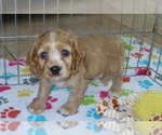 Small Photo #1 Cocker Spaniel Puppy For Sale in ORO VALLEY, AZ, USA