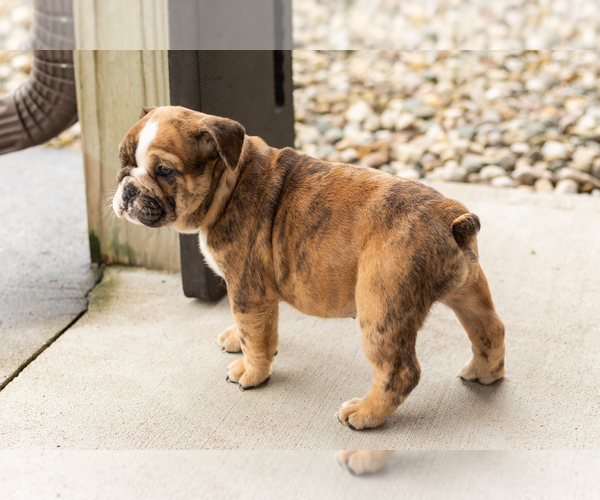 Medium Photo #5 English Bulldog Puppy For Sale in BOURBON, IN, USA