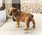 Beauty - Female English Bulldog Puppy for Sale - Photo #5