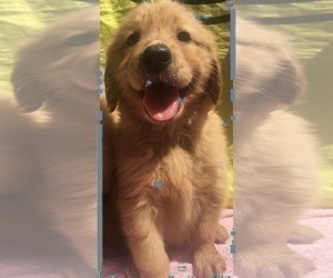 Golden Retriever Puppy for sale in SANTA ANA, CA, USA