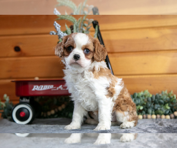 Medium Photo #3 Cavalier King Charles Spaniel Puppy For Sale in MILLERSBURG, OH, USA