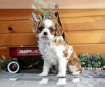Small #2 Cavalier King Charles Spaniel