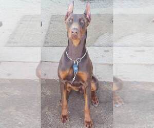Father of the Doberman Pinscher puppies born on 12/09/2022