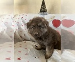 Small Photo #7 German Shepherd Dog Puppy For Sale in FORT COLLINS, CO, USA