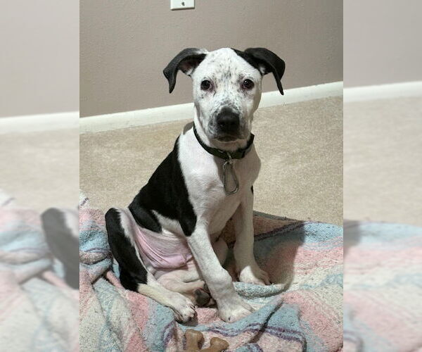 Medium Photo #3 American Bulldog-Unknown Mix Puppy For Sale in Lakewood, CO, USA