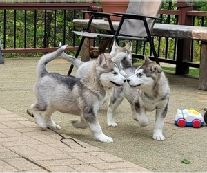 Alusky Puppy for sale in HOLTON, MI, USA