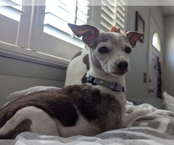 Medium Photo #3 Chihuahua-Unknown Mix Puppy For Sale in Oakhurst, NJ, USA