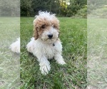 Small #38 Poodle (Miniature)