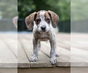 Mutt Dogs for adoption in Germantown, OH, USA