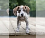 Small Mutt