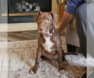 Mutt Dogs for adoption in Brooklyn Center, MN, USA