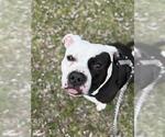Small #1 Staffordshire Bull Terrier
