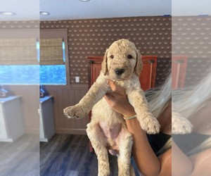 Medium Goldendoodle-Irish Doodle Mix