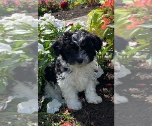 Havanese Puppy for sale in CANOGA, NY, USA