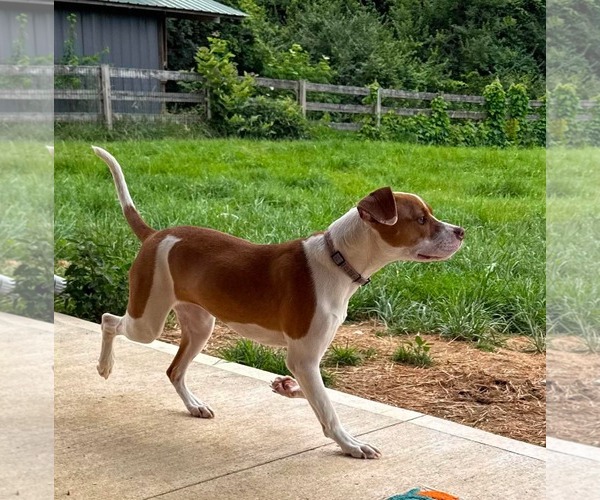Medium Photo #12 American Pit Bull Terrier-Unknown Mix Puppy For Sale in Germantown, OH, USA