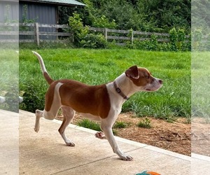 Mayleigh - Female American Pit Bull Terrier-Unknown Mix Dog for Adoption - Photo #12