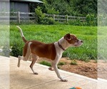 Small #11 American Pit Bull Terrier Mix