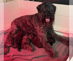 Mother of the Bouvier Des Flandres puppies born on 07/14/2026