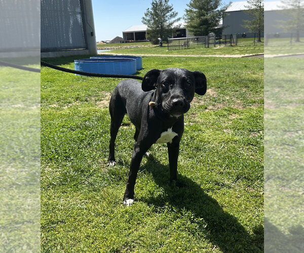 Medium Photo #1 Mutt Puppy For Sale in Evansville, IN, USA