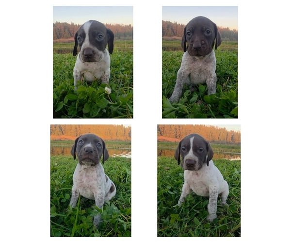 Medium Photo #1 German Shorthaired Pointer Puppy For Sale in TRINIDAD, CA, USA
