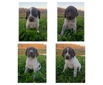 Litter of 4 - Male(s) and Female(s) German Shorthaired PointerLitter of Puppies for Sale - Small photo