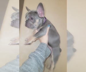 French Bulldog Puppy for Sale in HOWELL, Michigan USA