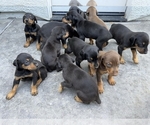 Small Photo #1 Doberman Pinscher Puppy For Sale in WOODLAND, CA, USA