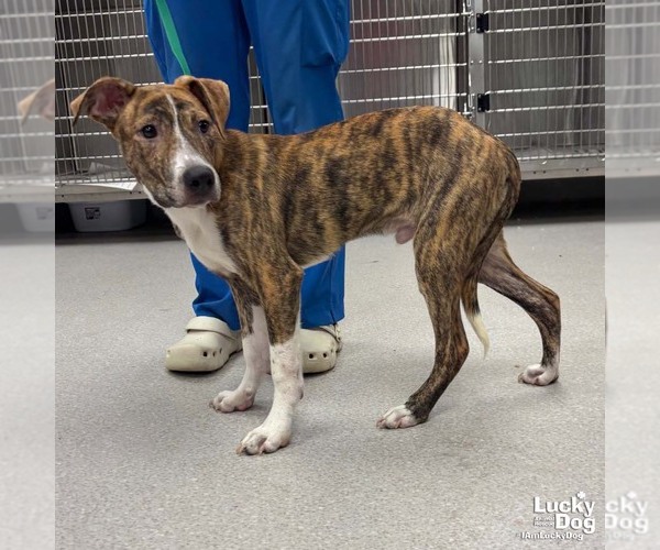 Medium Photo #2 Plott Hound-Unknown Mix Puppy For Sale in Washington, DC, USA