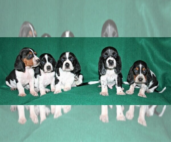 Medium Photo #3 Basset Hound Puppy For Sale in LAKESIDE, CA, USA