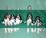 Small Photo #3 Basset Hound Puppy For Sale in LAKESIDE, CA, USA
