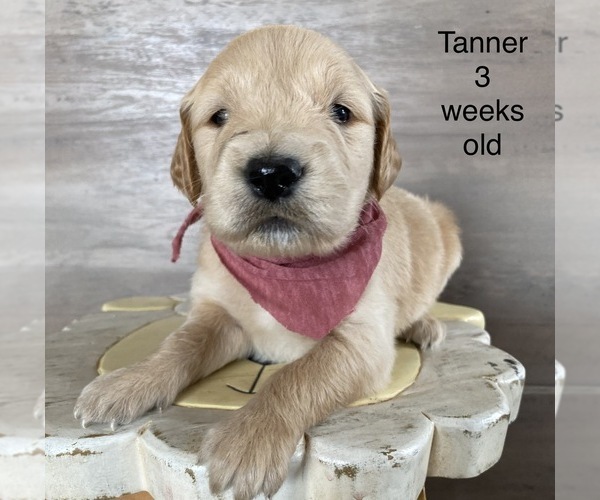 Medium Photo #5 Golden Retriever Puppy For Sale in CROWN POINT, IN, USA