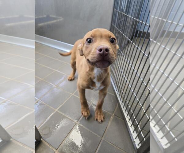 Medium Photo #1 Labrador Retriever-Unknown Mix Puppy For Sale in Washington, DC, USA