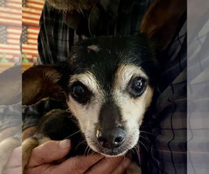 Chihuahua-Unknown Mix Dogs for adoption in Middlesex, NC, USA