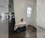 Small #2 Brussels Griffon