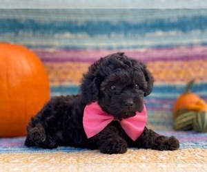 Poodle (Toy)-Yorkshire Terrier Mix Puppy for sale in LANCASTER, PA, USA