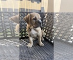 Small #6 Cane Corso-Mastiff Mix