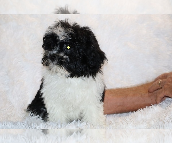 Medium Photo #14 ShihPoo Puppy For Sale in DYERSBURG, TN, USA