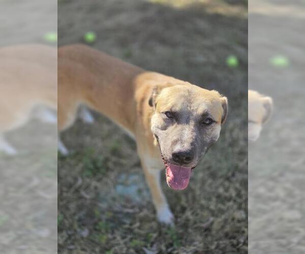 Medium Photo #2 Anatolian Shepherd-Unknown Mix Puppy For Sale in Temple, TX, USA