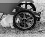 Small Photo #101 Great Pyrenees Puppy For Sale in FALCON, CO, USA