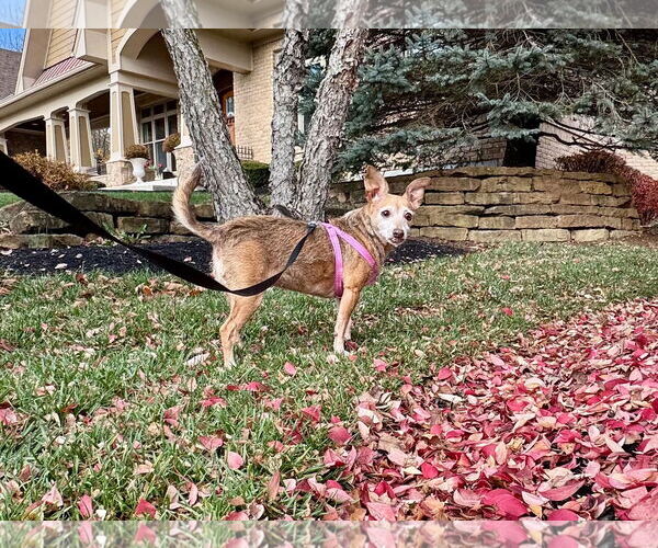 Medium Photo #5 Chihuahua-Unknown Mix Puppy For Sale in Germantown, OH, USA