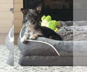 Pepper - Female Mutt Dog for Adoption - Photo #2