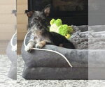 Small Photo #2 Mutt Puppy For Sale in Littleton, CO, USA