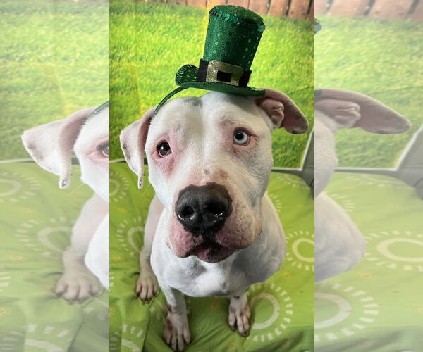 Medium Photo #4 American Bulldog-Unknown Mix Puppy For Sale in Sistersville, WV, USA