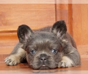 French Bulldog Puppy for sale in BOSTON, MA, USA