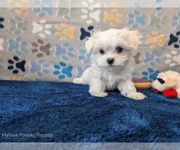 Medium Photo #27 Maltese Puppy For Sale in OCALA, FL, USA