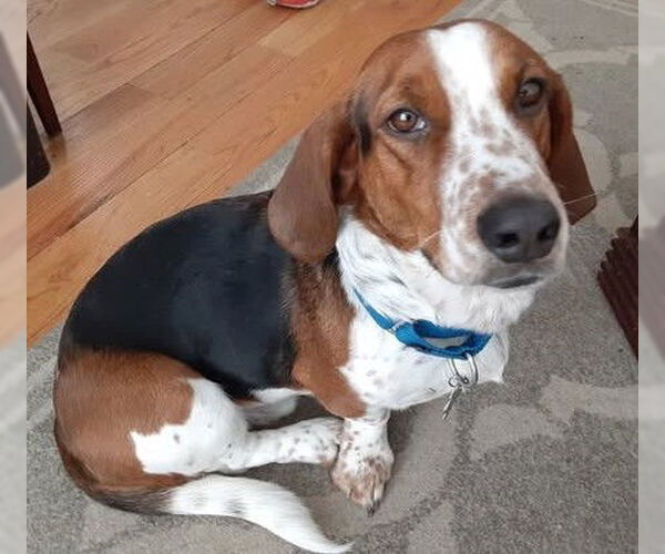 Medium Photo #7 Bagle Hound Puppy For Sale in Deepwater, NJ, USA