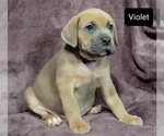 Small Photo #3 Cane Corso Puppy For Sale in POMEROY, OH, USA